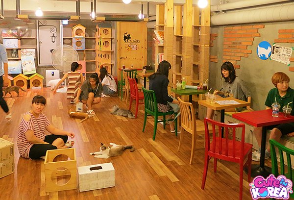  Cat  Caf   in Seoul  South Korea  Steemit