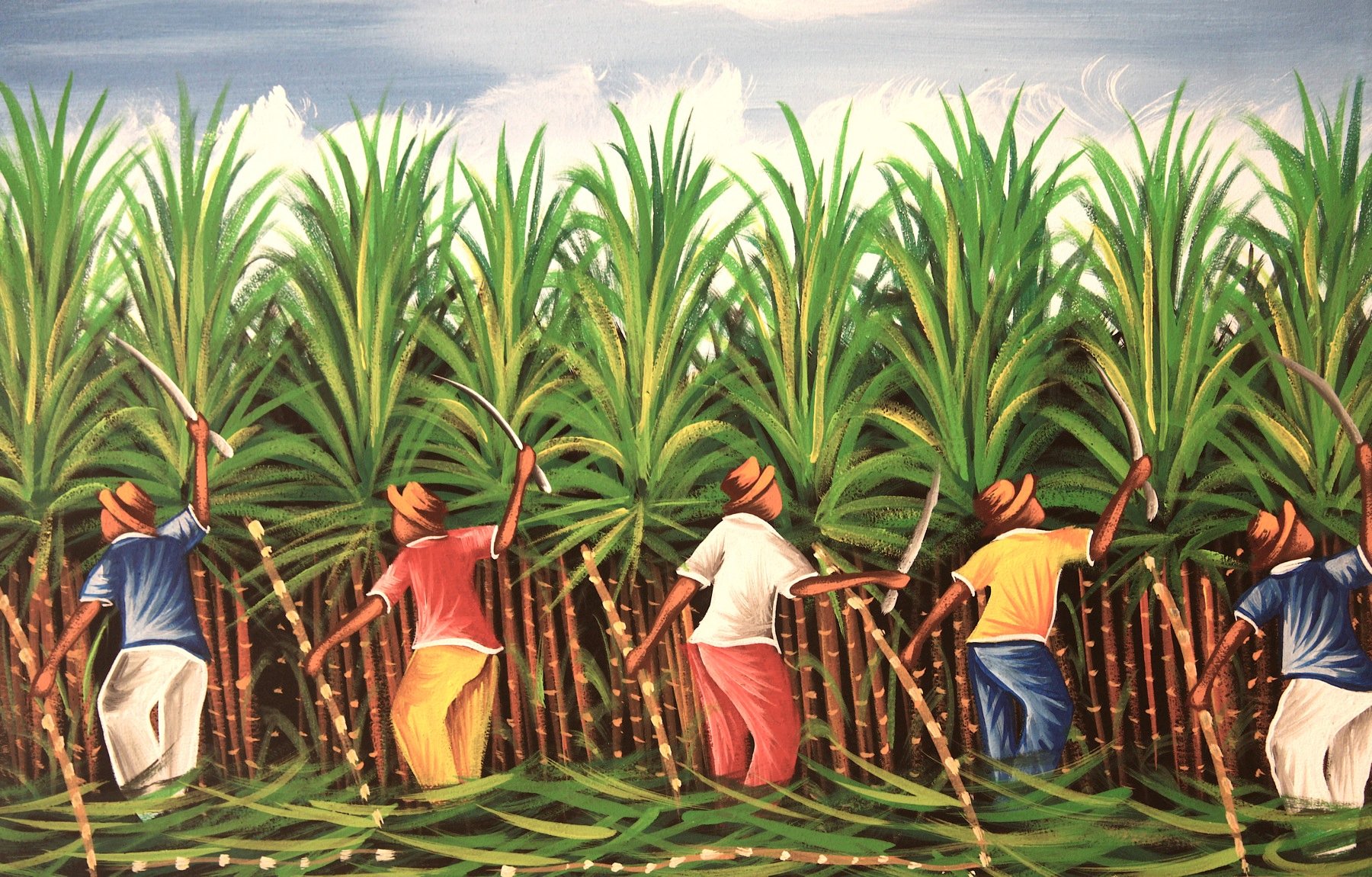 Sugar Cane plantation is very important for every country — Steemit