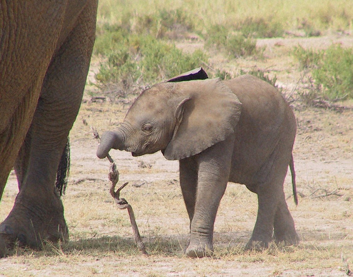 The Painful Truth Behind The Painting Elephants