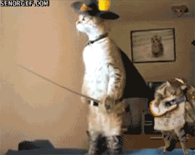 10 Funny gifs with cats