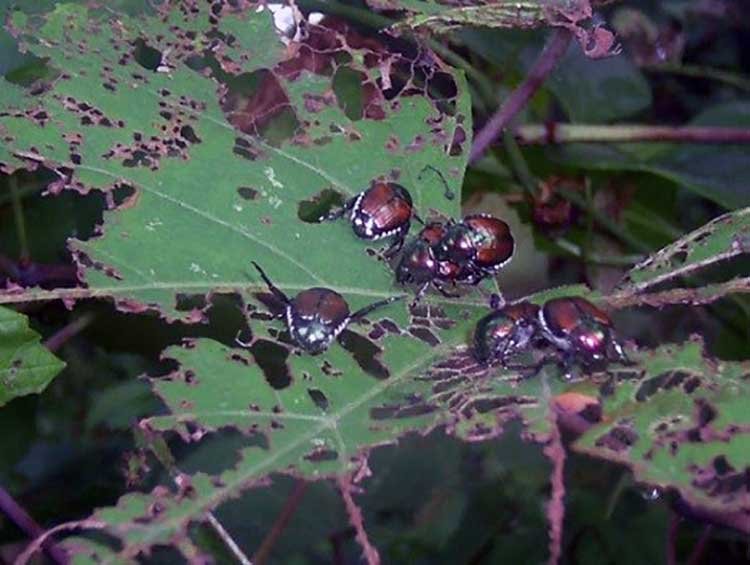 Neem oil for Japanese beetles