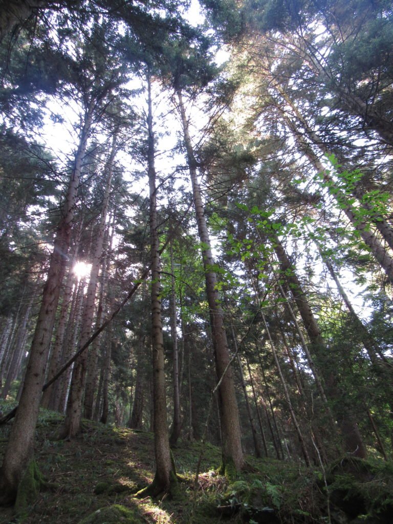 Borjomi park forest