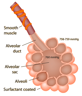 Kung alveoli