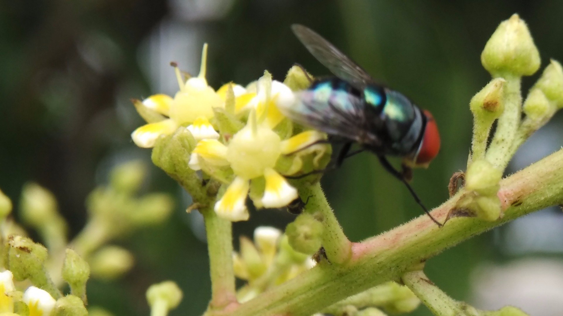 Fruit flies and mango blossom — Steemit