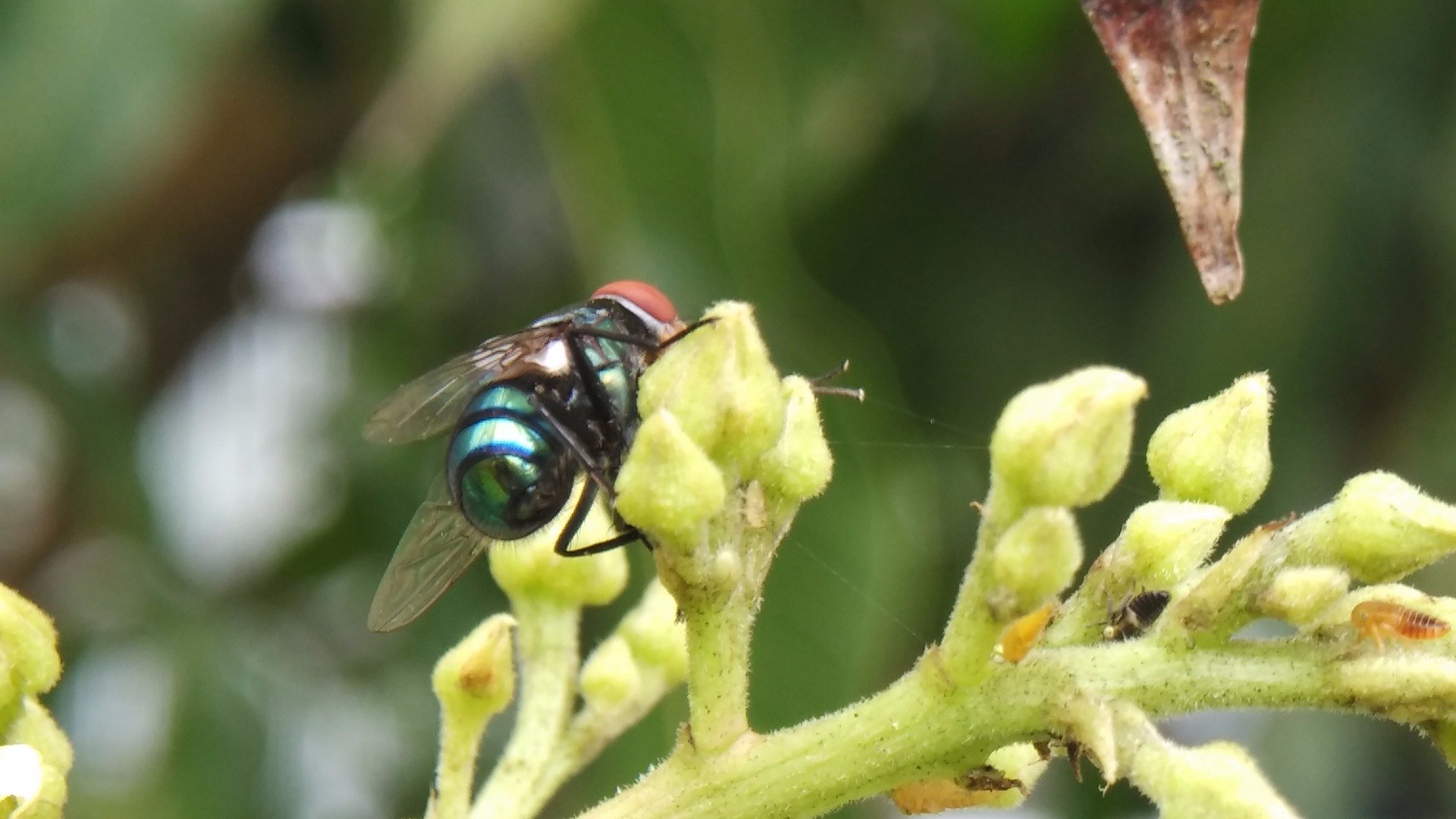 Fruit flies and mango blossom — Steemit