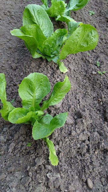 ground lettuce