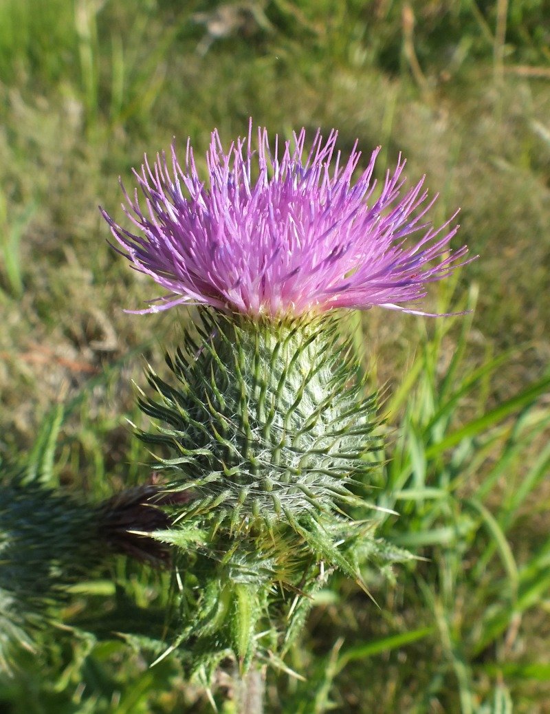 Thistle