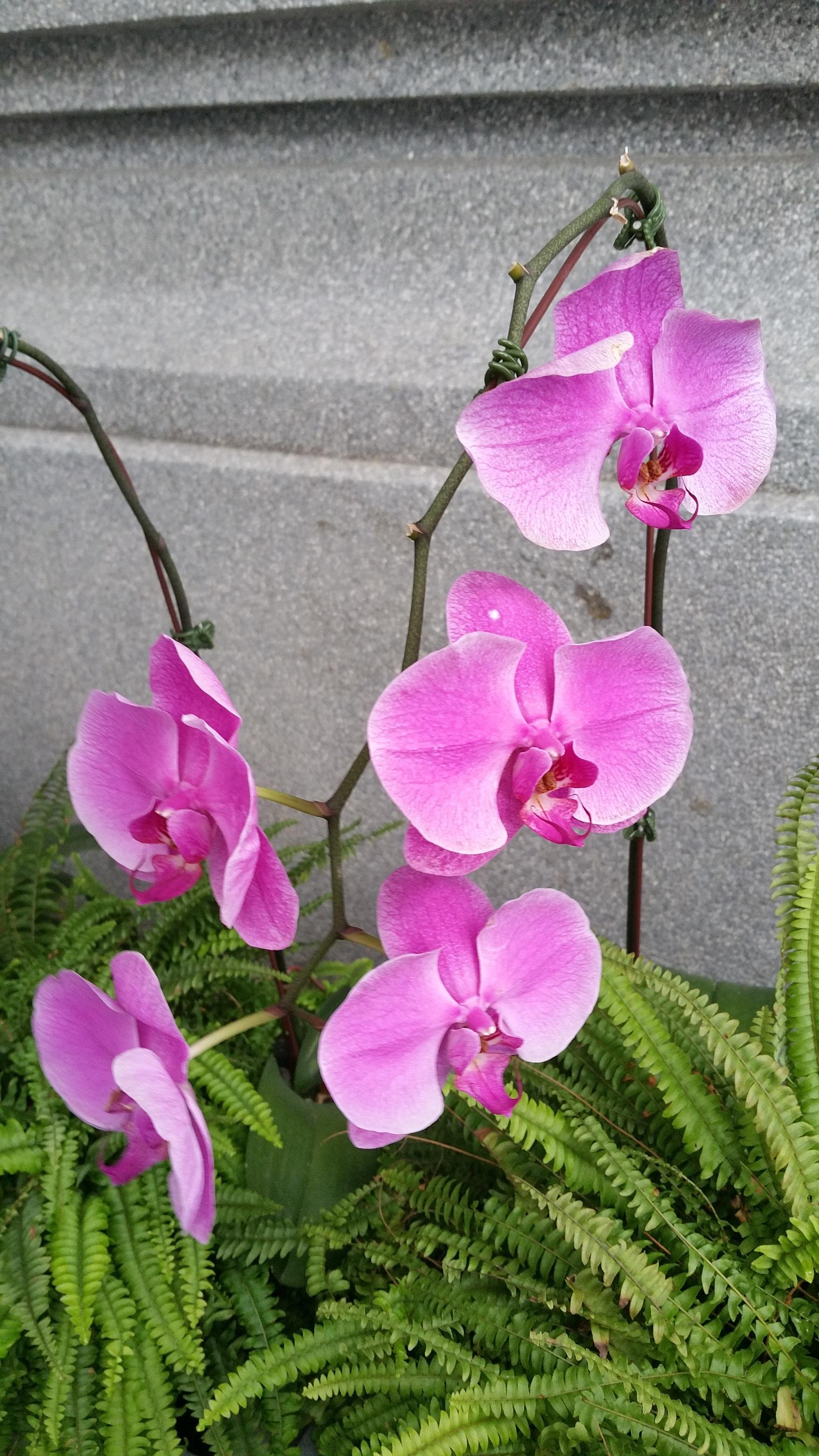 Orchid3