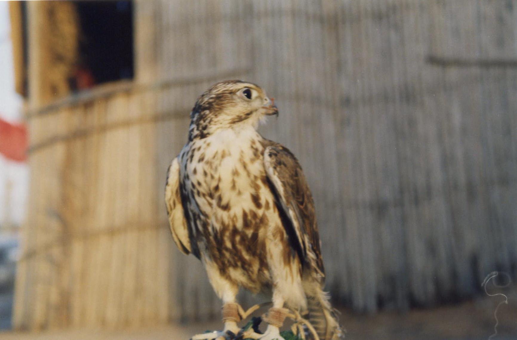 Arabian Falcon