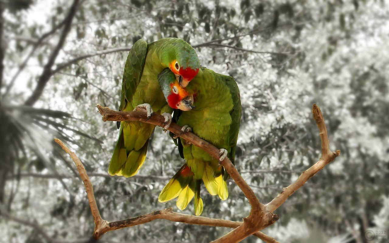 Rueben's Mexican Parrots