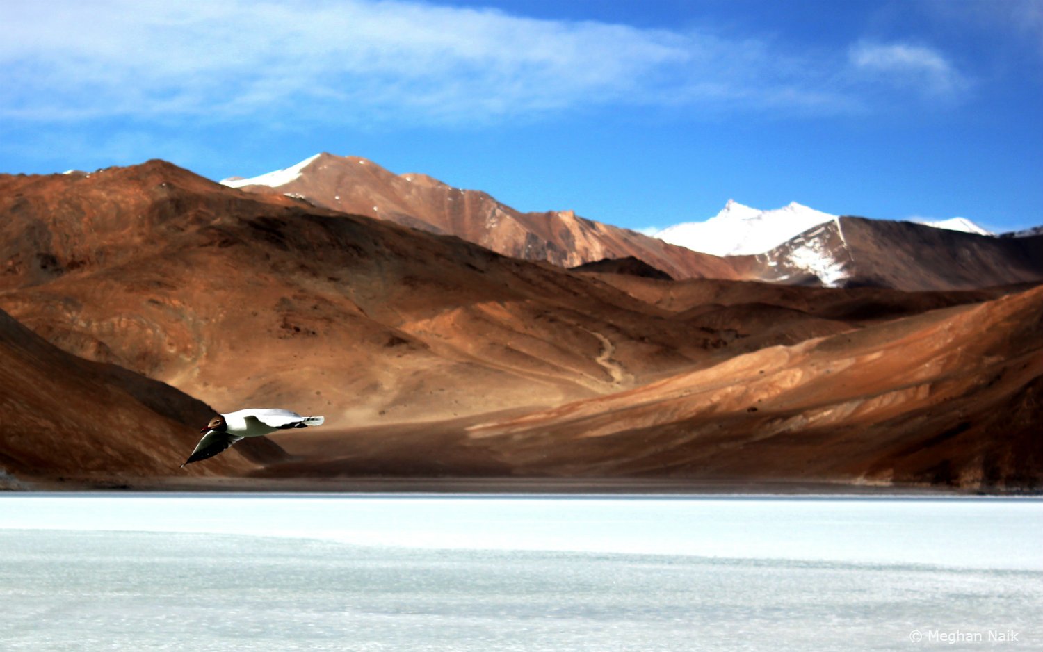 Brown-headed Gull, Pangong Tso, Ladakh