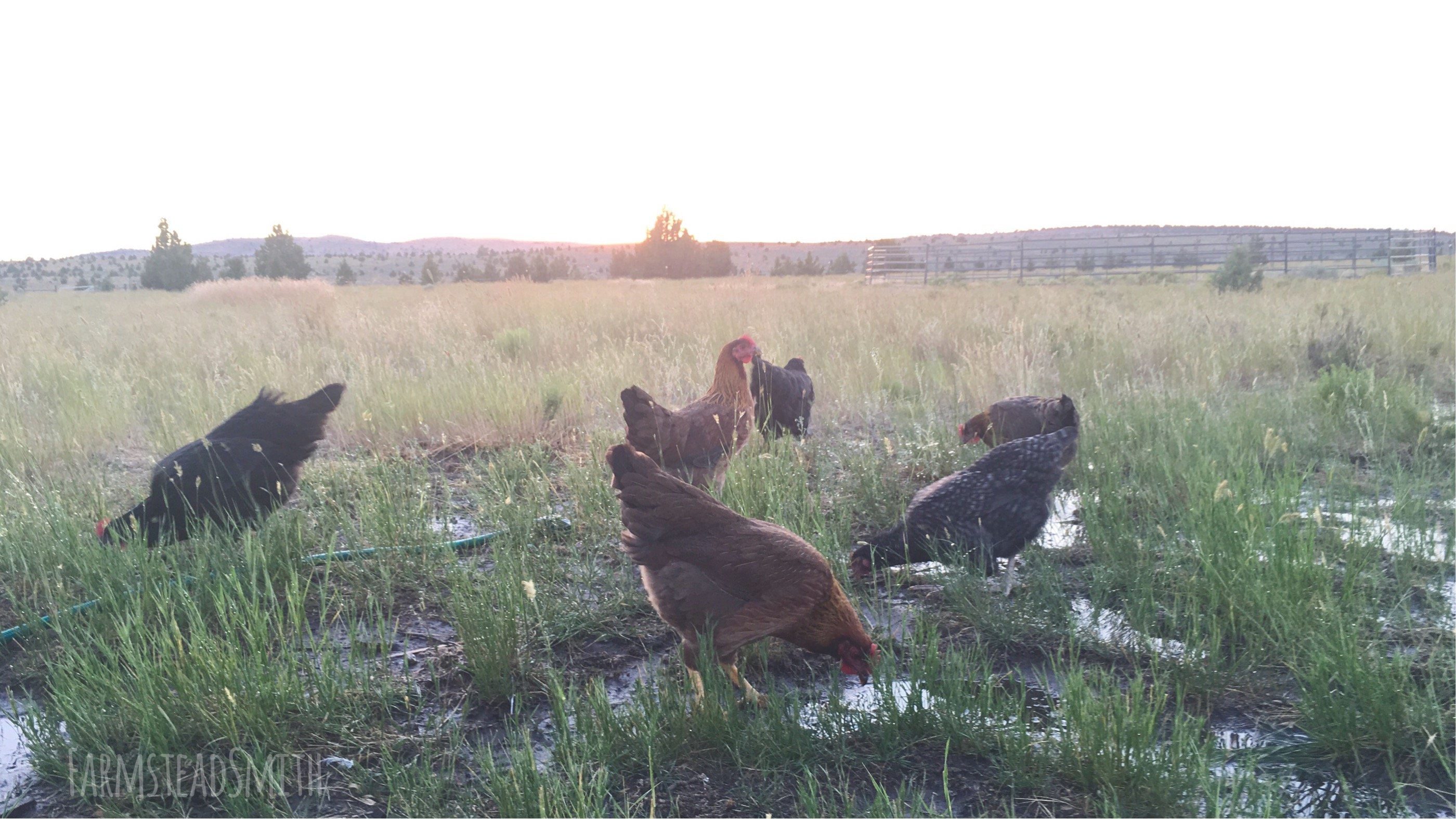 chickens in my field