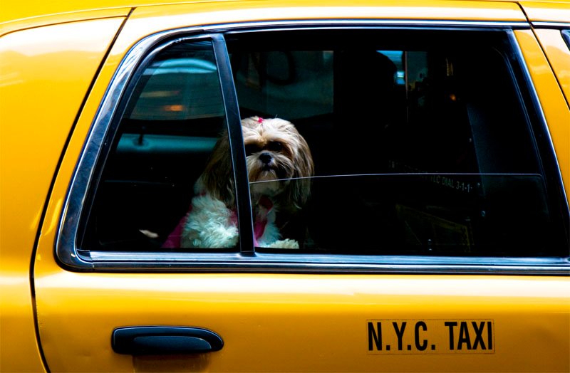 shih tzu in the city