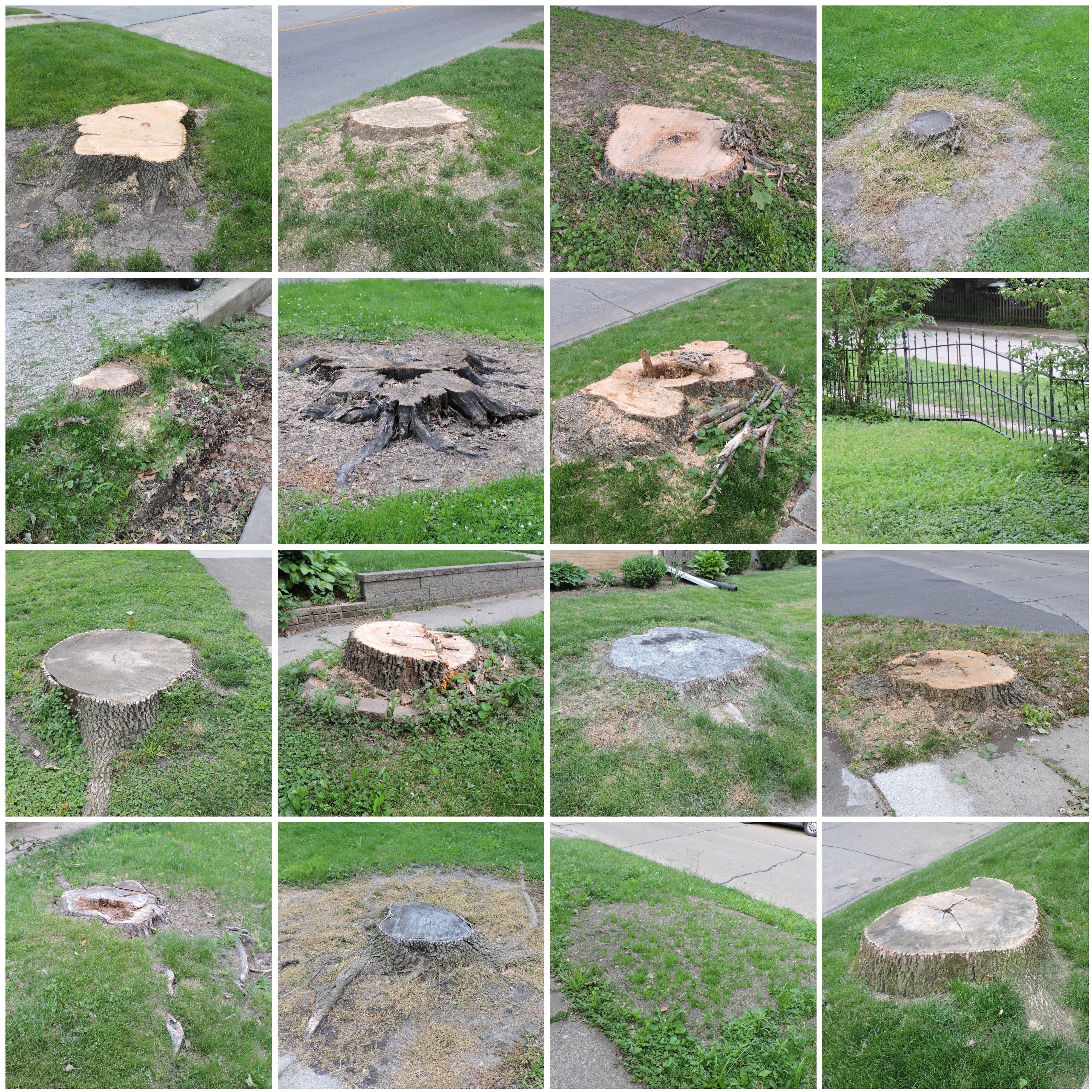 Stumps Collage