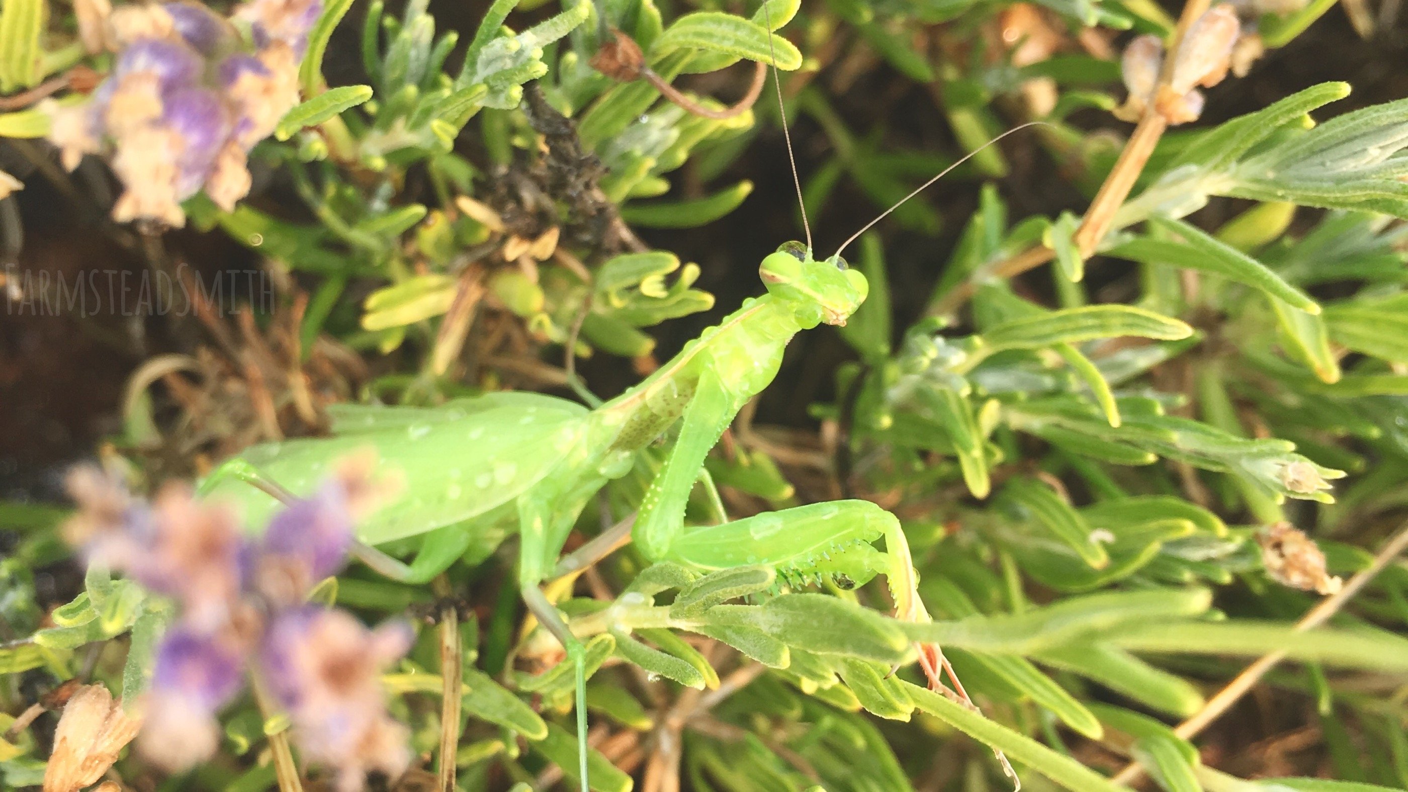 farmsteadsmith farmstead praying mantis