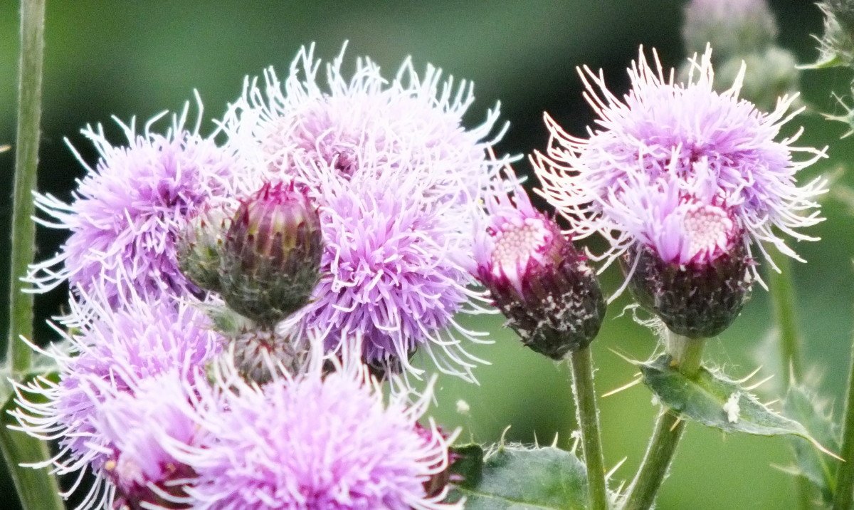 Thistle