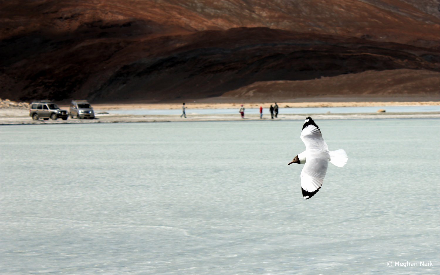 Brown-headed Gull, Pangong Tso, Ladakh