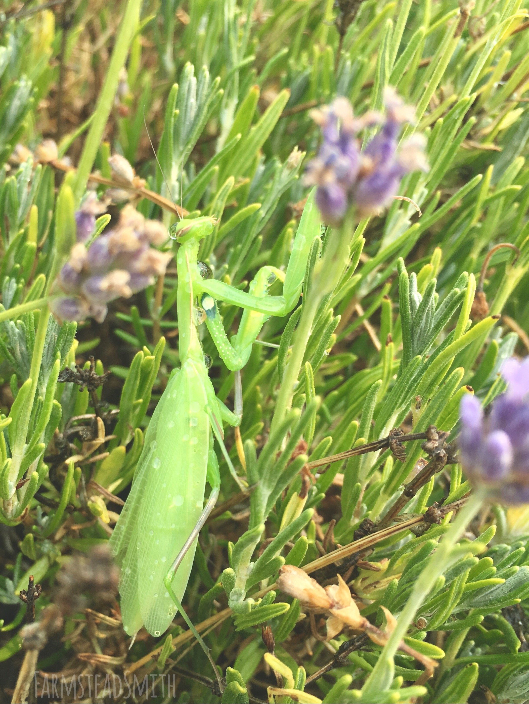 farmsteadsmith farmstead praying mantis