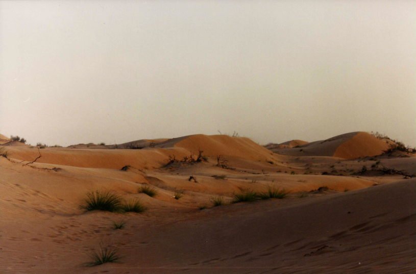 Beautify Rich Desert