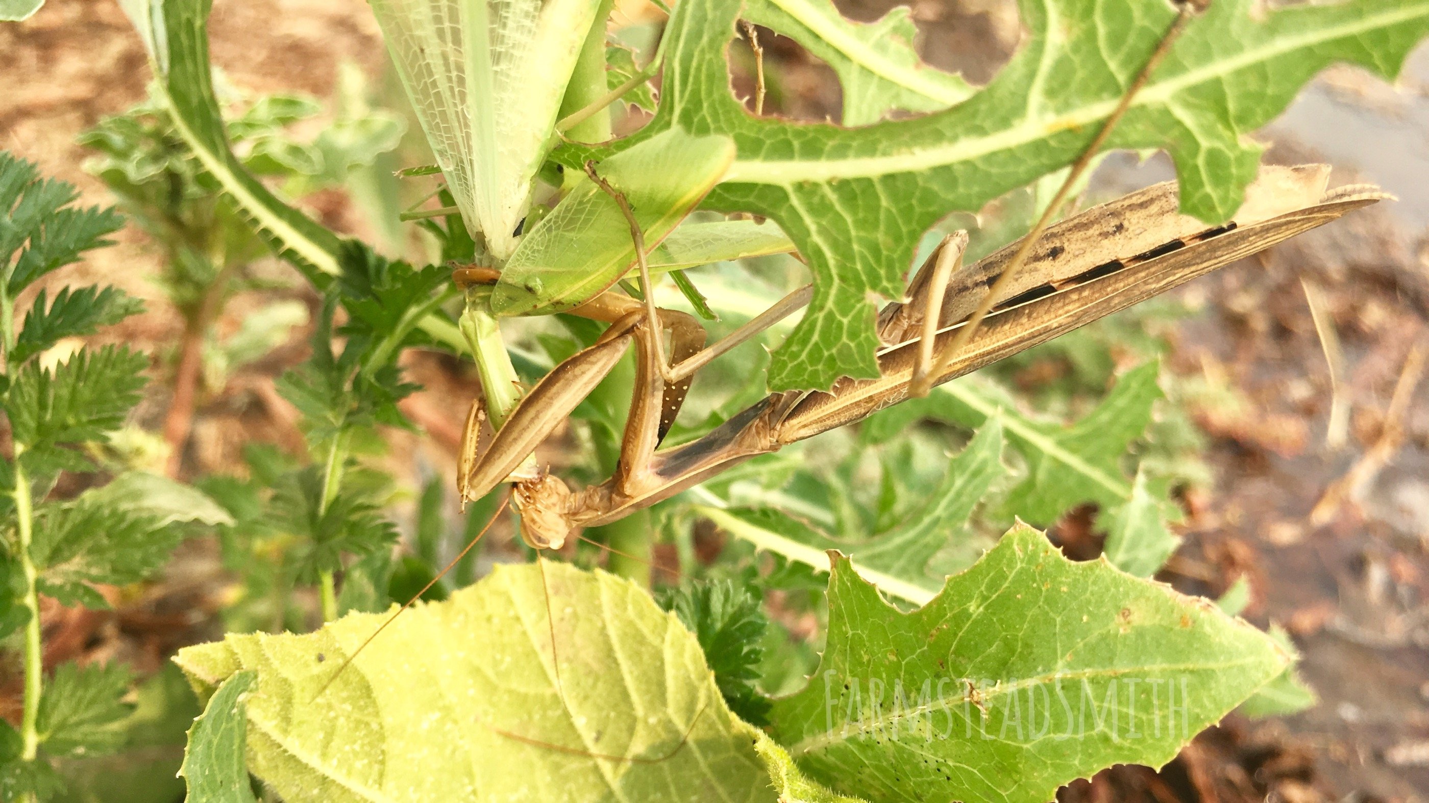 farmsteadsmith farmstead praying mantis