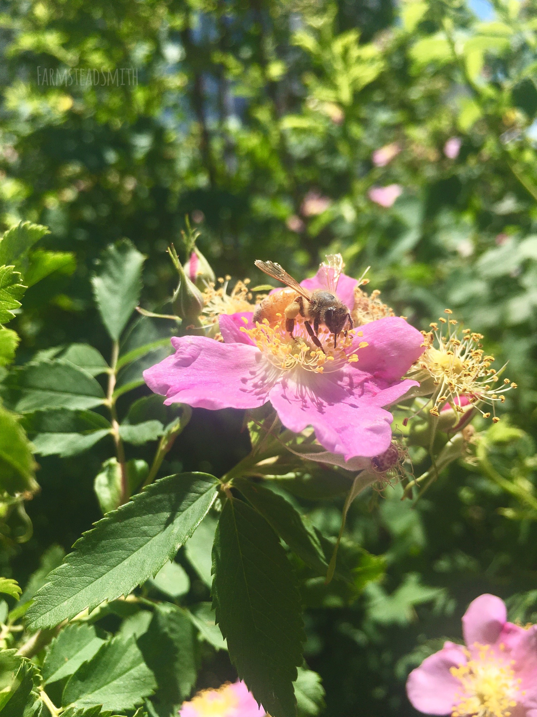 honey bee one