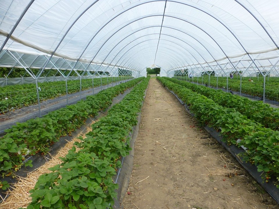 hoop-style greenhouse