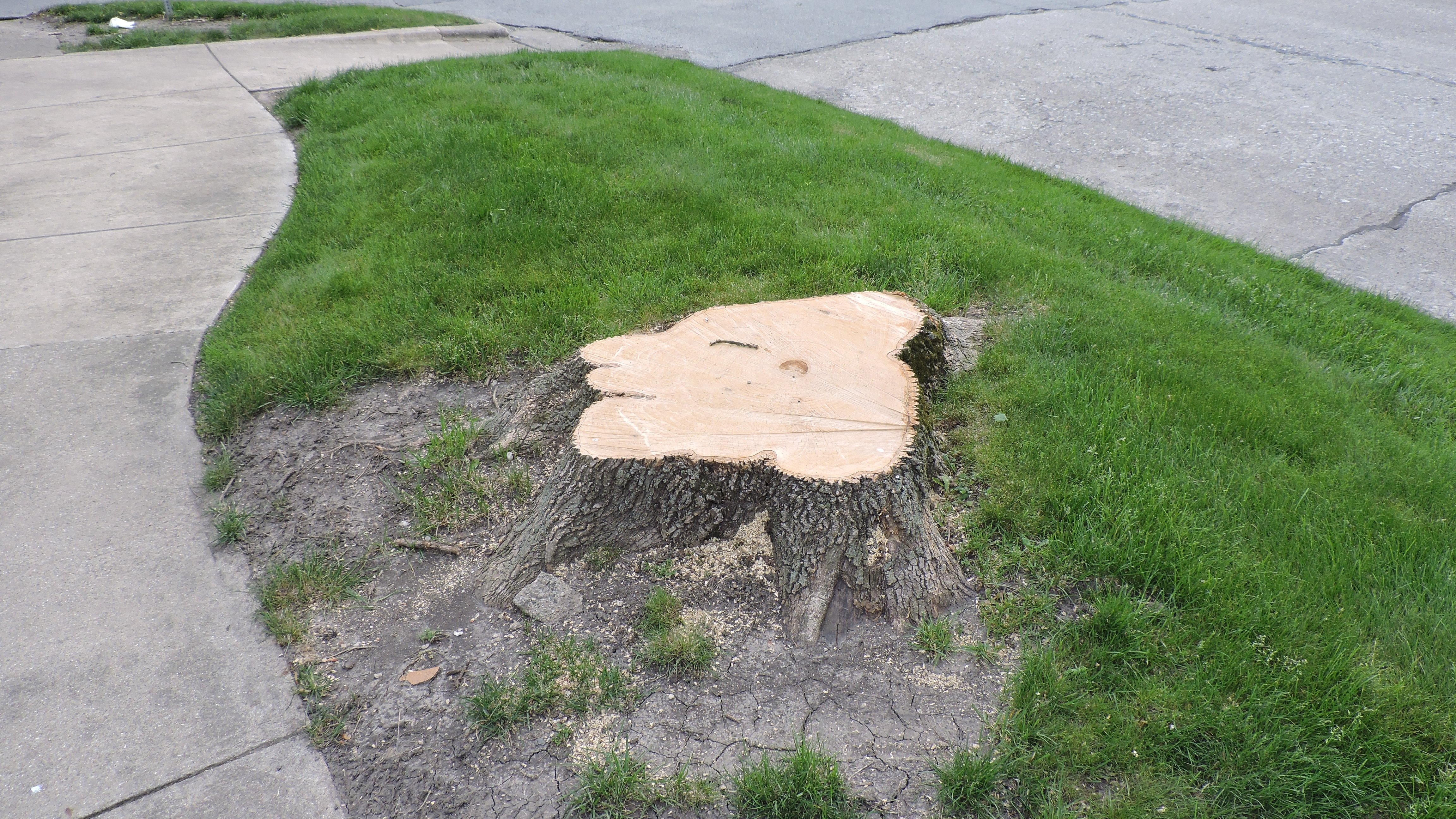 Tree Stump