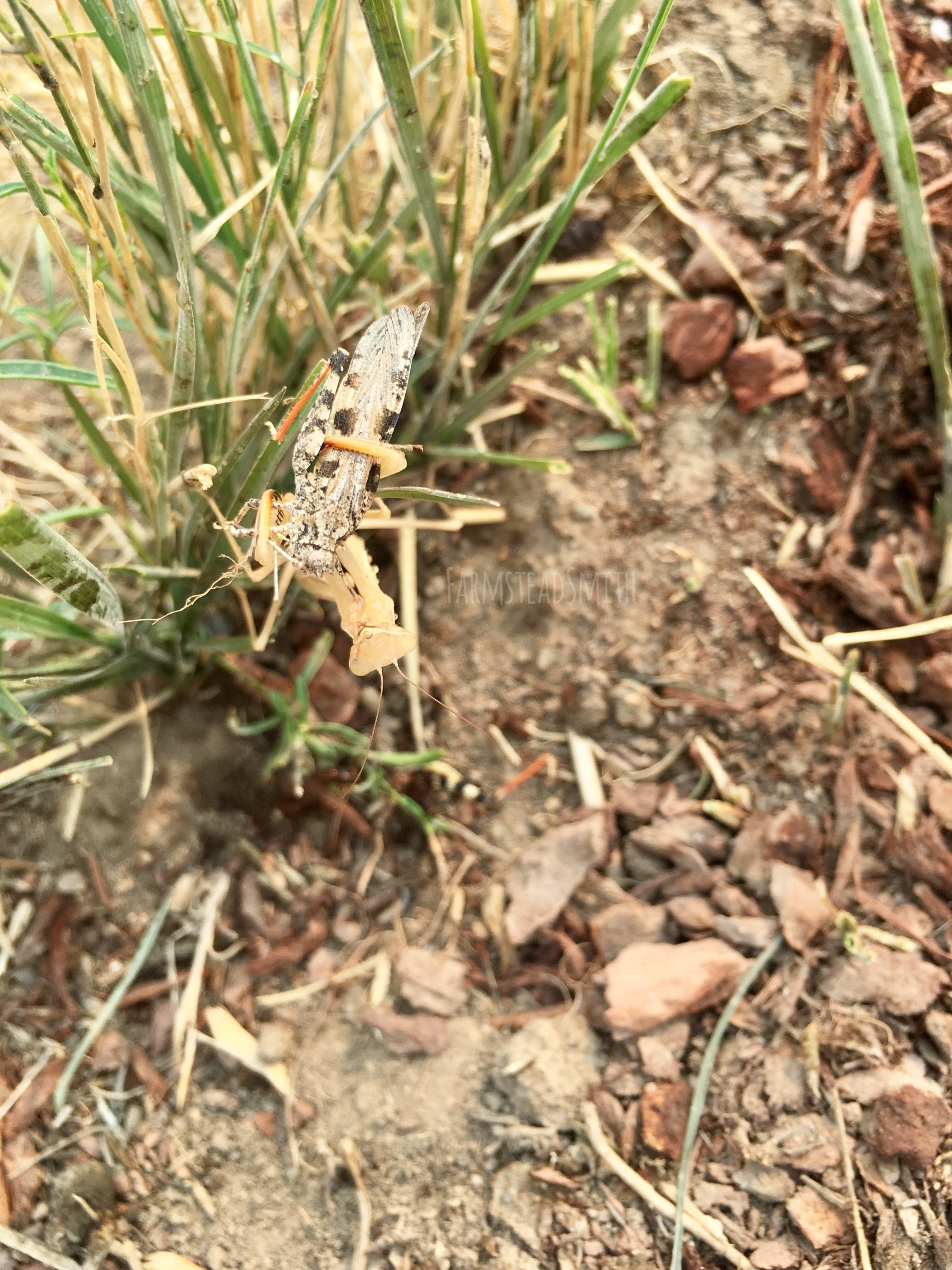 farmsteadsmith farmstead praying mantis