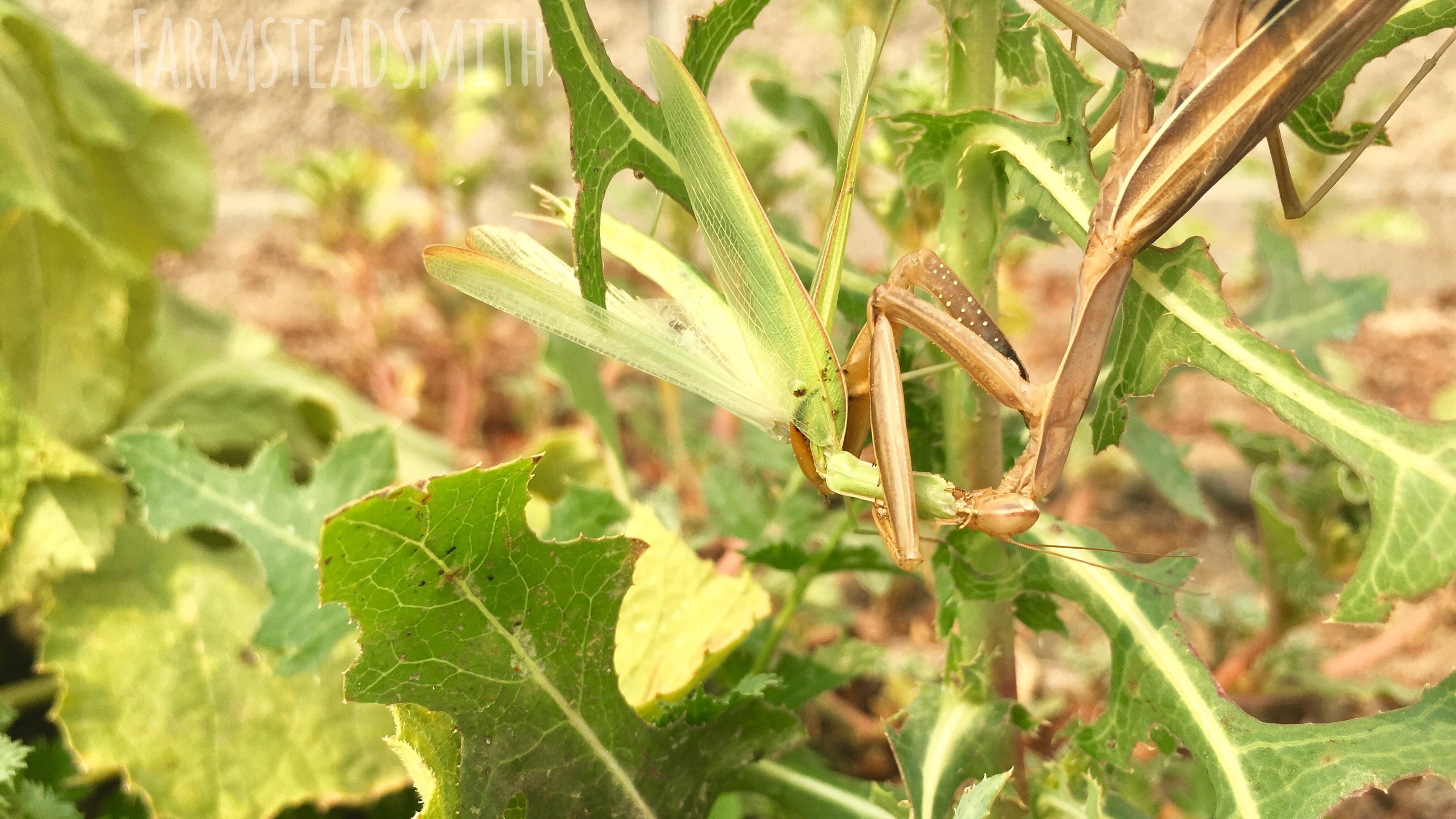 farmsteadsmith farmstead praying mantis