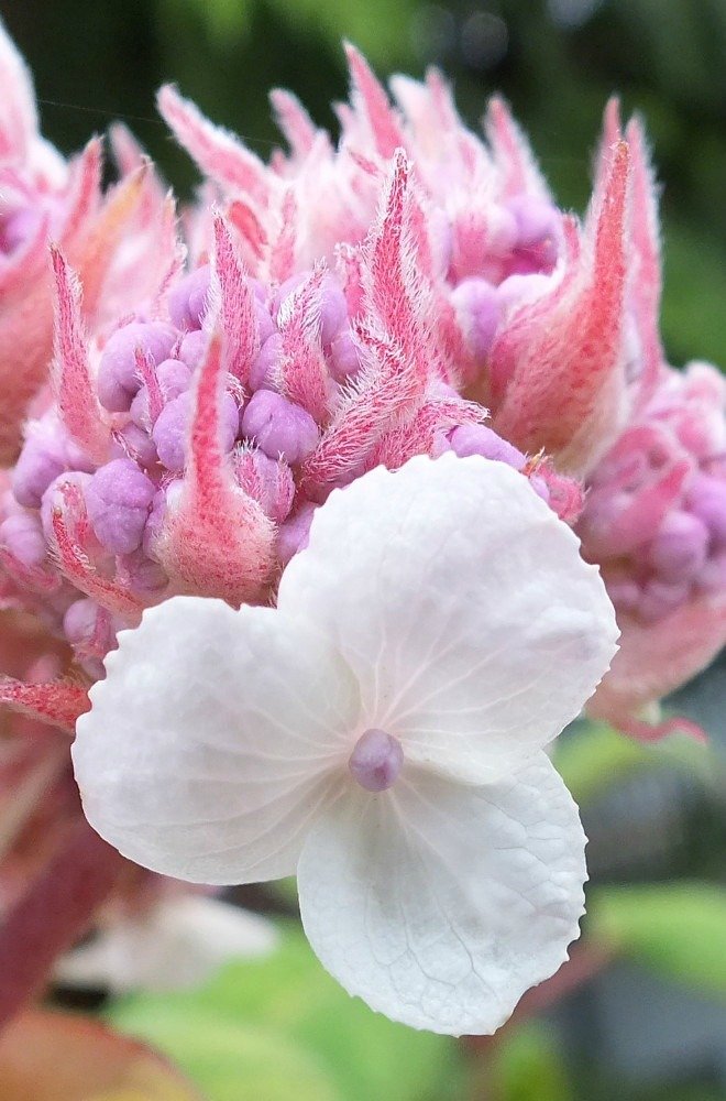 Hydrangea