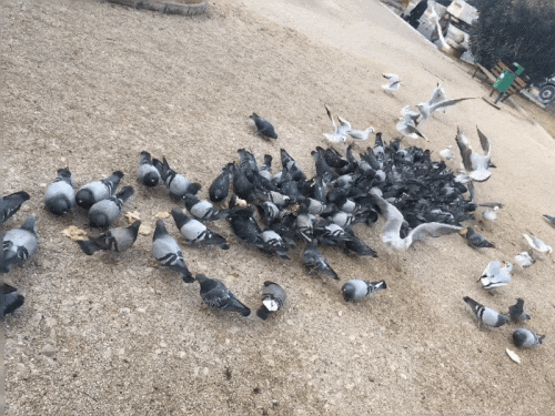 Real life GIF-s: Feeding the birds — Steemit