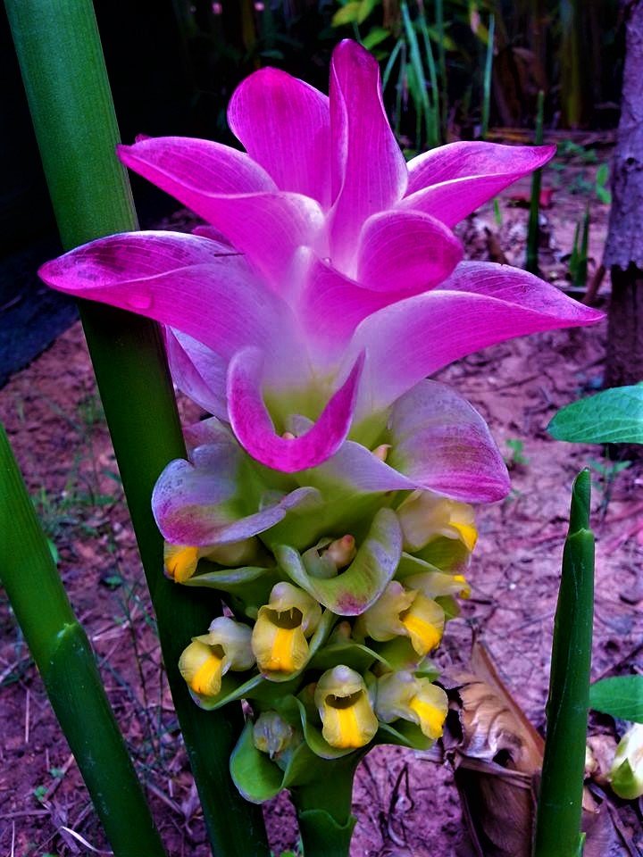 Beautiful Curcuma xanthorrhiza flowers or the flowers temulawak aceh