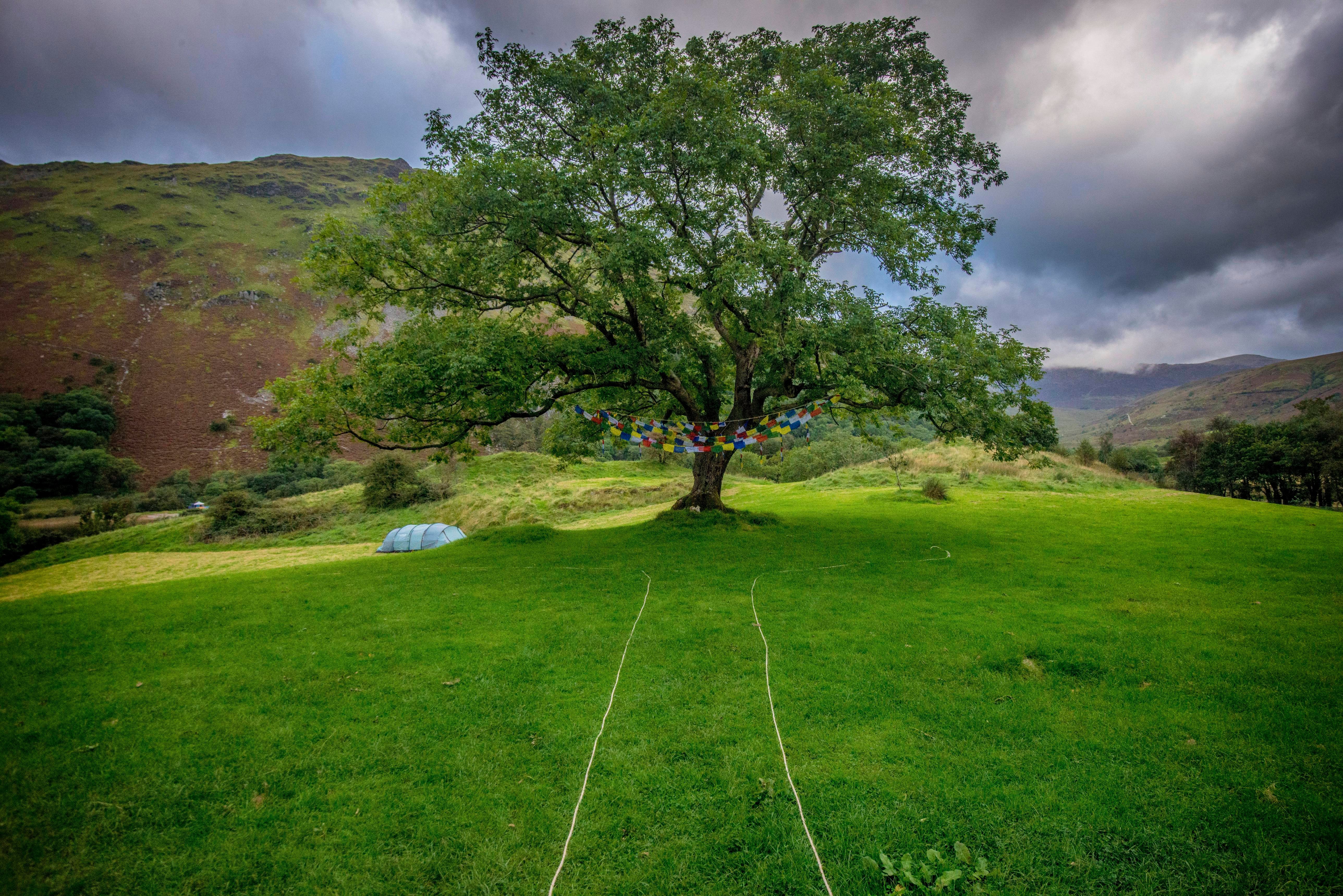 Wedding venue big old tree