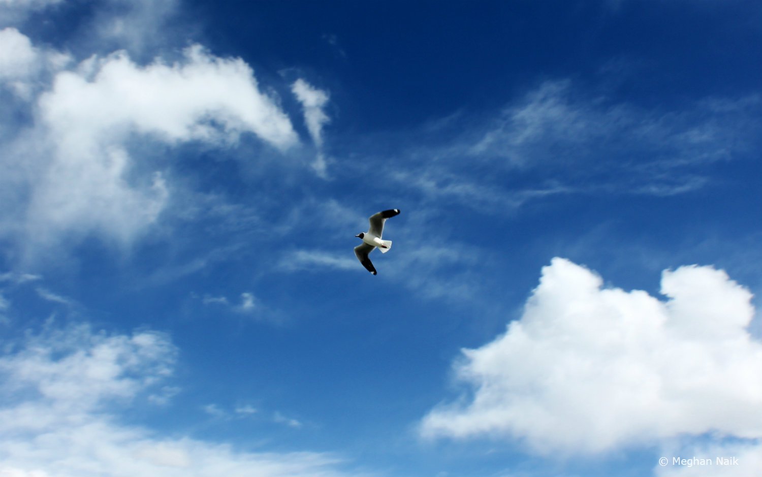 Brown-headed Gull, Pangong Tso, Ladakh