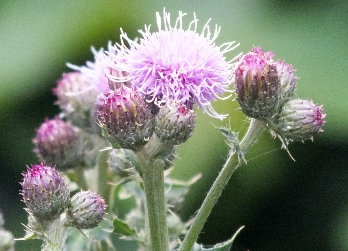 Thistle