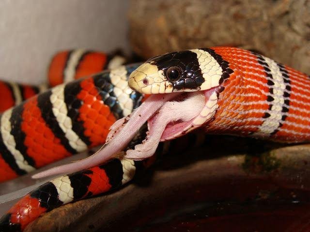 Milk Snake - Lampropeltis Triangulum - A King Snake Species — Steemit