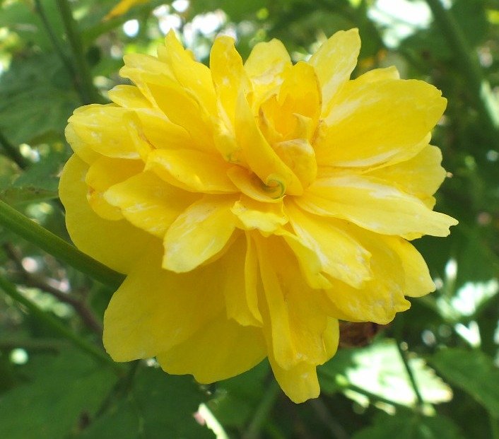 YellowFlowers