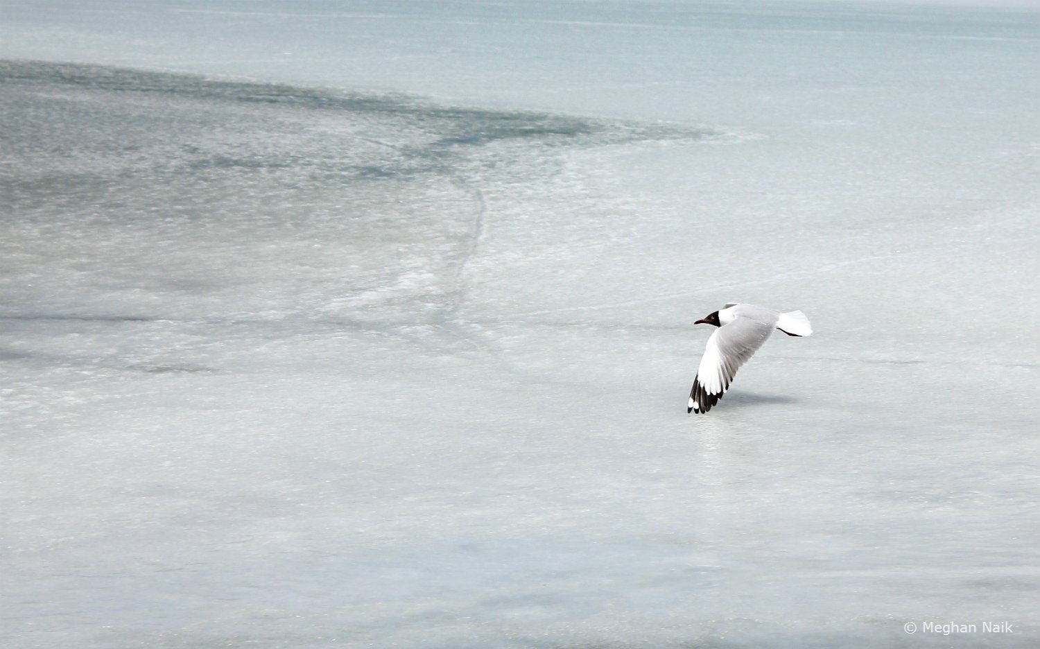 Brown-headed Gull, Pangong Tso, Ladakh