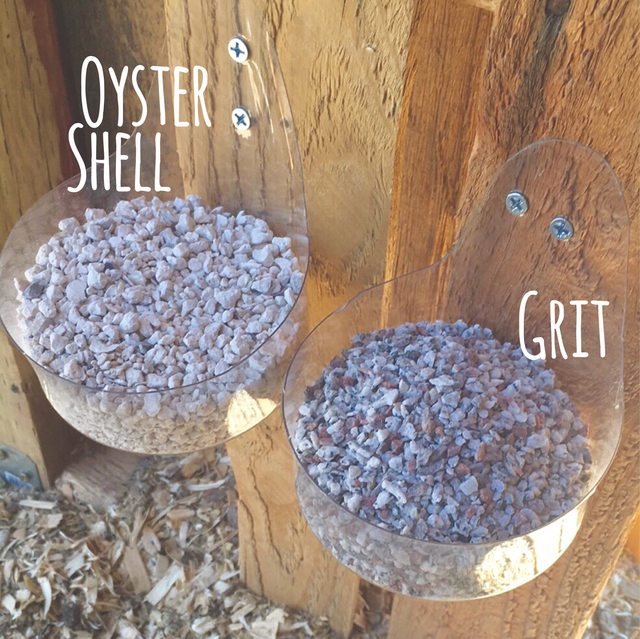 chicken grit oyster shell set up