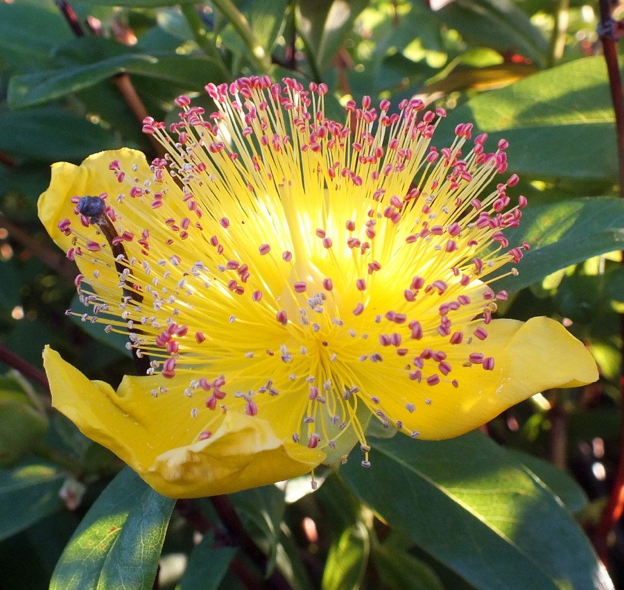 Hypericum