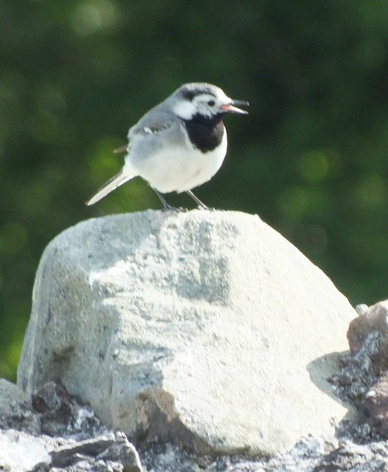 Wagtail