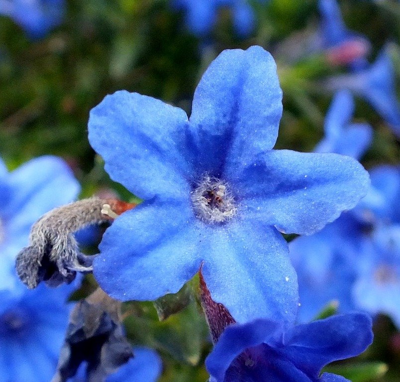 BlueFlowers