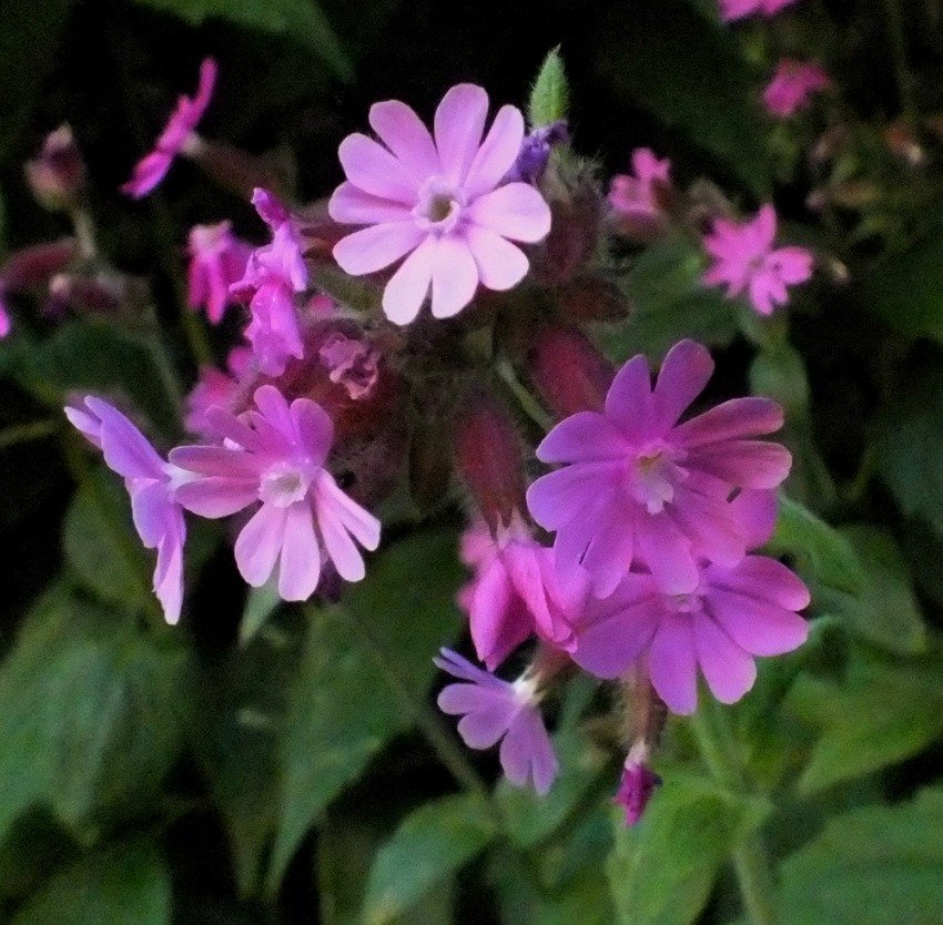 PurpleFlowers