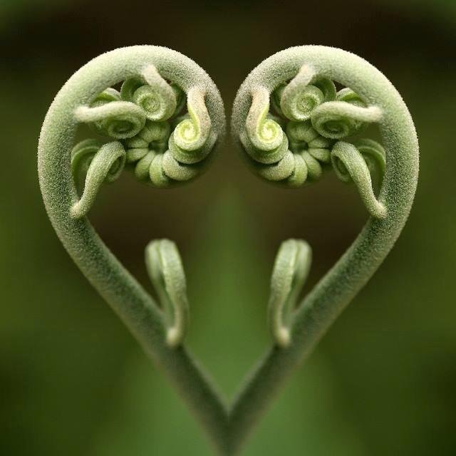 plant heart