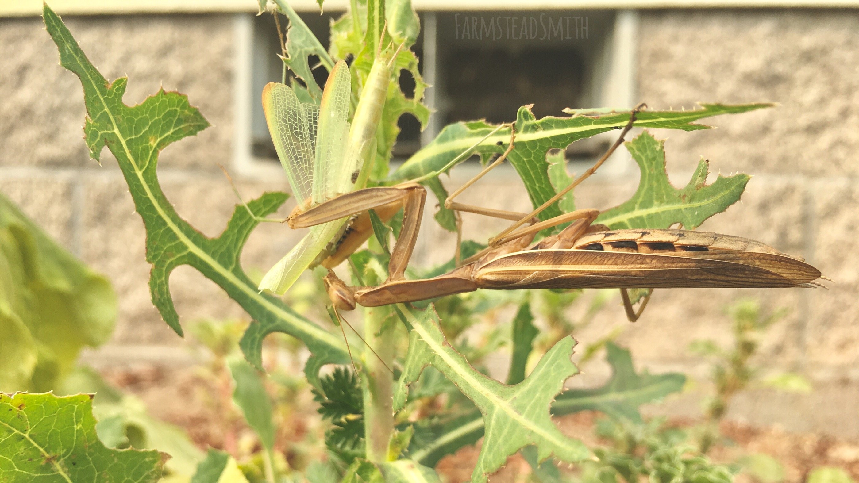 farmsteadsmith farmstead praying mantis