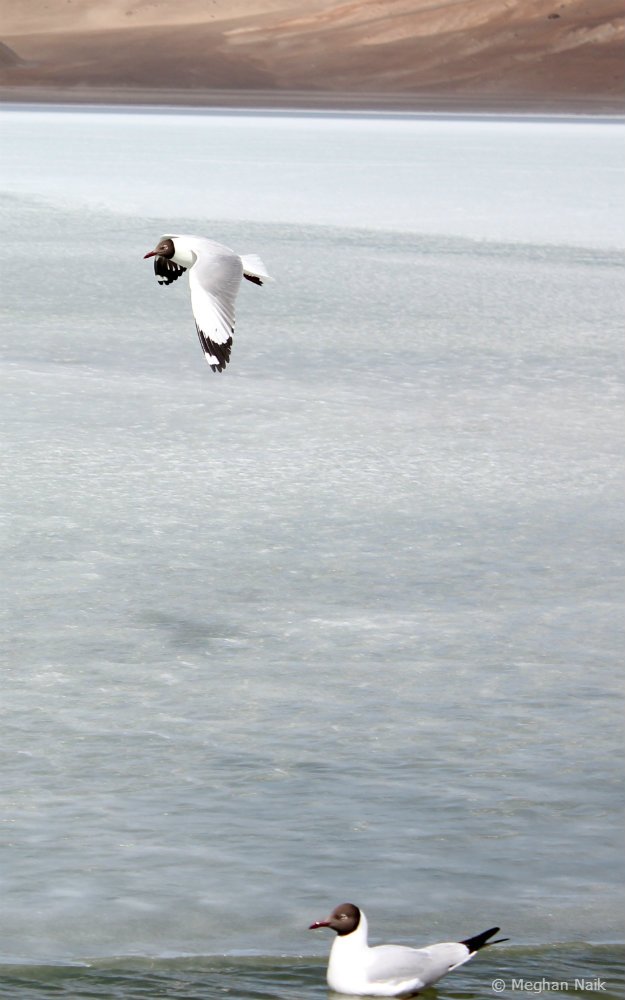 Brown-headed Gull, Pangong Tso, Ladakh