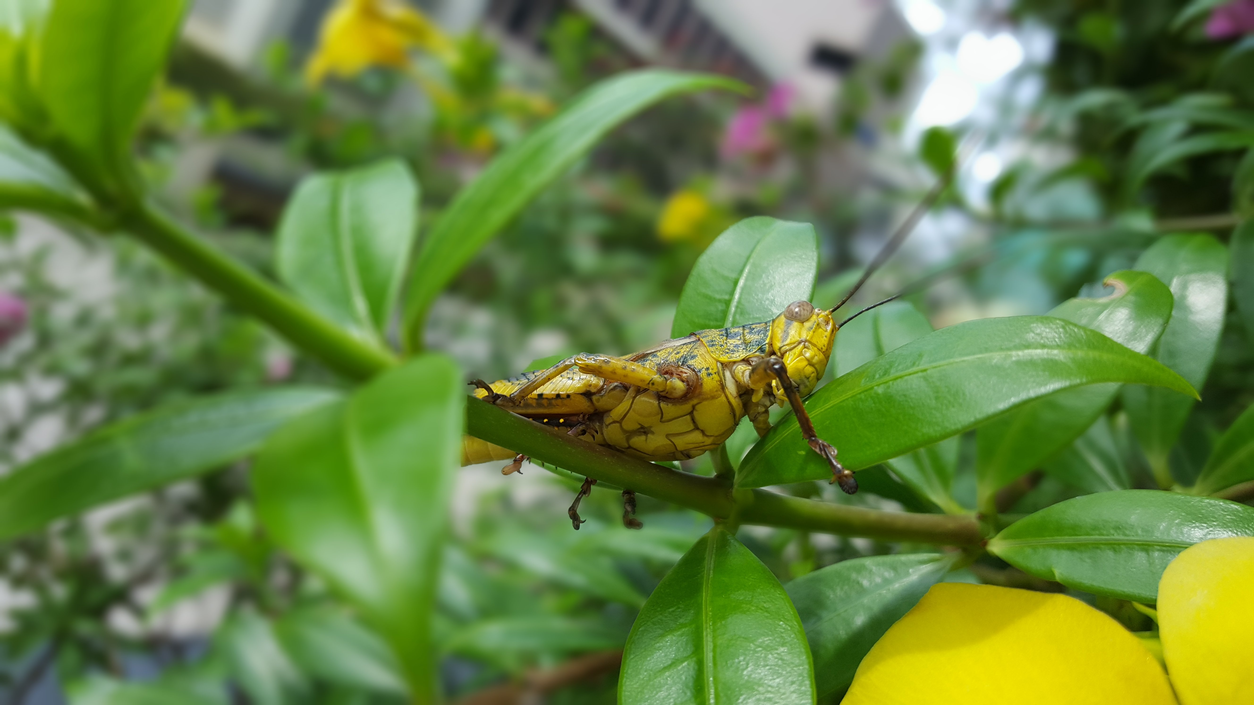 Grasshopper