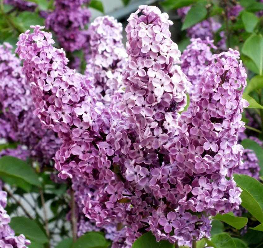 Lilacs