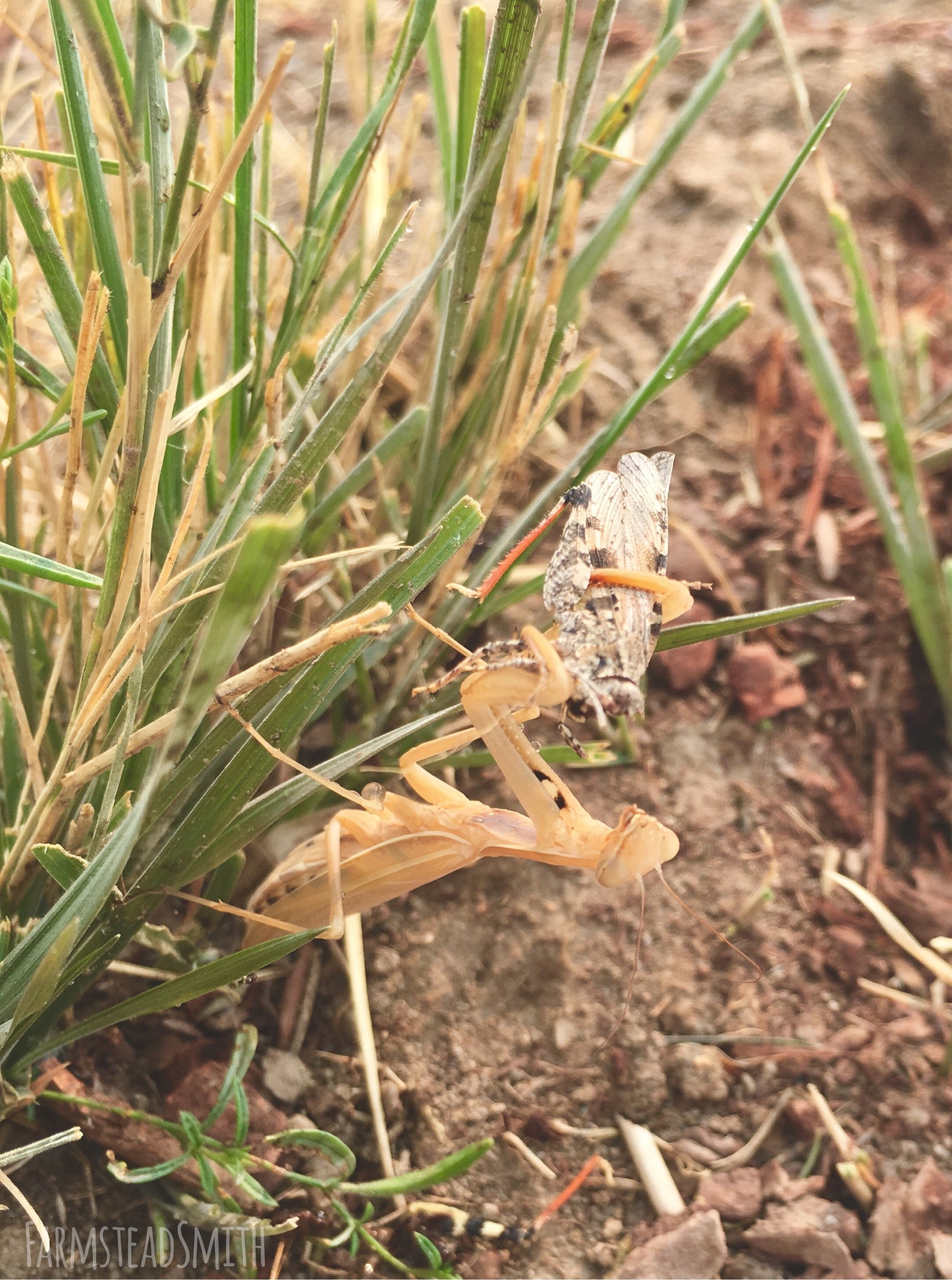 farmsteadsmith farmstead praying mantis