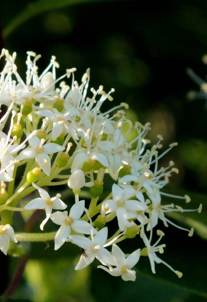 Elderberry